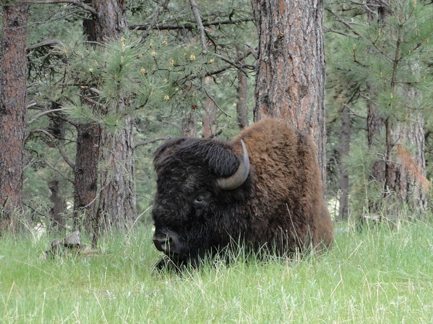 Buffalo, Custer State Park, South Dakota